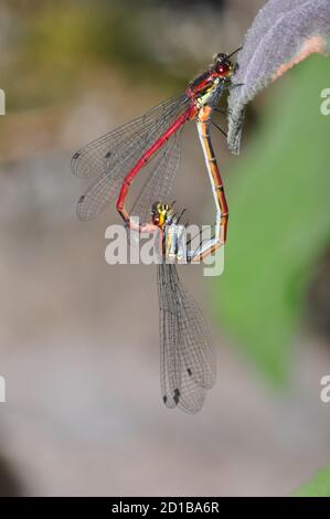 Grands ddamselflies rouges (Pyrhosoma nymphula) se accouplant sur une feuille,Somerset,UK Banque D'Images