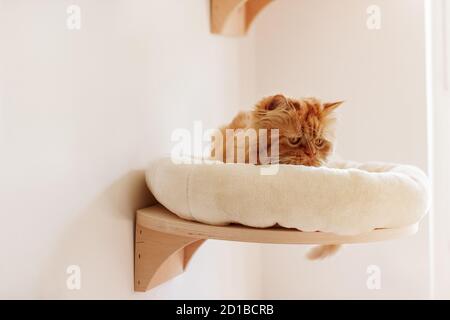 Chat persan brun assis dans différents endroits et jouant Banque D'Images
