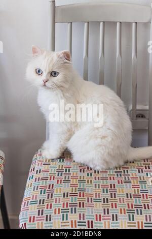 Chat persan blanc assis dans différents endroits et jouant Banque D'Images