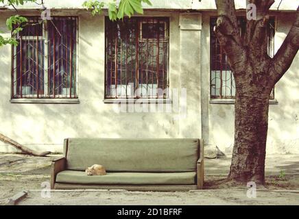 Le chat dort sur le canapé jeté dans la rue. Les animaux sans abri sont à la recherche d'une maison. Banque D'Images