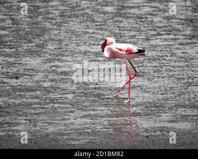 Flamingo Walk dans les eaux peu profondes, Walvis Bay, Namibie Banque D'Images