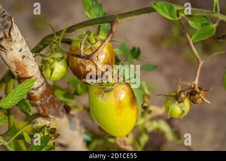 Tomates affectées par Phytophthora, Phytophthora infestans dans le jardin en gros plan. La lutte contre Phytophthora. Mise au point sélective Banque D'Images