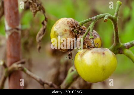 Tomates affectées par Phytophthora, Phytophthora infestans dans le jardin en gros plan. La lutte contre Phytophthora. Banque D'Images