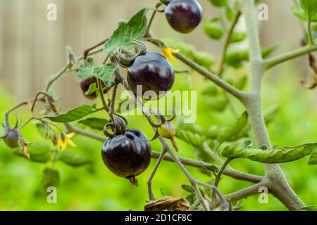 Variété noire de tomates sur une branche à proximité dans le jardin. Récolte Banque D'Images