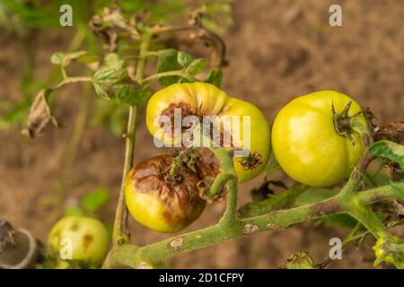 Tomates affectées par Phytophthora, Phytophthora infestans dans le jardin en gros plan. La lutte contre Phytophthora. Banque D'Images