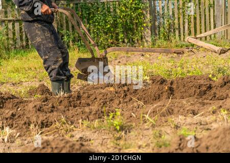 l'homme conduit une charrue avec l'aide d'un cheval gros plan. Travaux agricoles sur le terrain. Creuser des pommes de terre avec un cheval et une charrue Banque D'Images