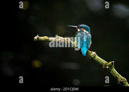 Kingfisher commun - Alcedo Atthis Banque D'Images