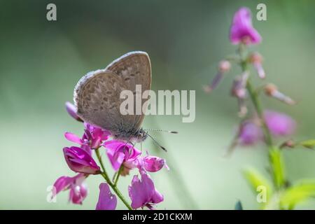 Common Grass Blue Butterfly reposant sur des fleurs de l'indigo australien Banque D'Images