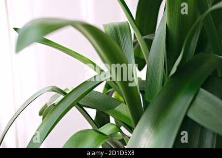 Usine de Clivia miniata. Belle fleur sur fond blanc avec ombres dans un pot. Concept minimaliste. Intérieur de chambre de style scandinave. Vue rapprochée Banque D'Images