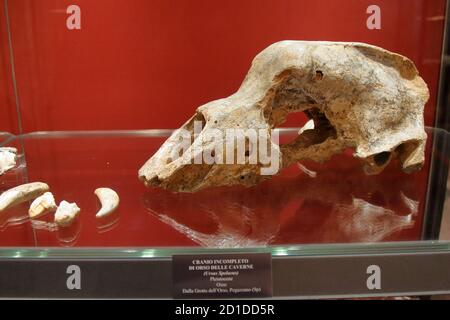 Musée archéologique, LaSpezia, Italie - été 2020 : crâne de l'ours des grottes, âge de la pierre. Banque D'Images