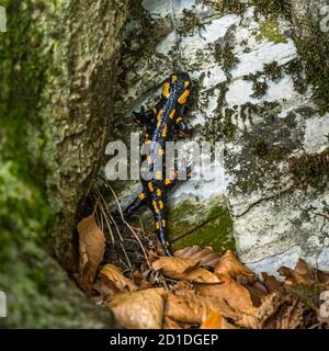 Salamandre du feu dans la vallée du Tessin Muggio Banque D'Images