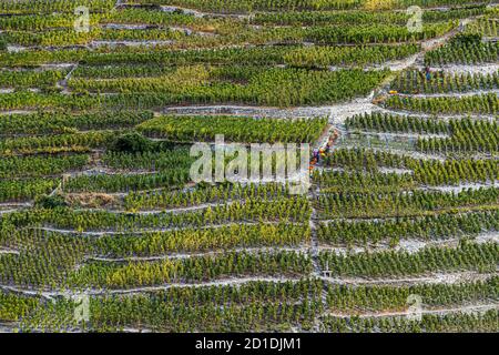 Le plus haut vignoble de Visperterminen d'Europe Visp, Suisse Banque D'Images