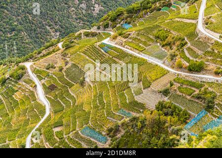 Le plus haut vignoble de Visperterminen d'Europe Visp, Suisse Banque D'Images