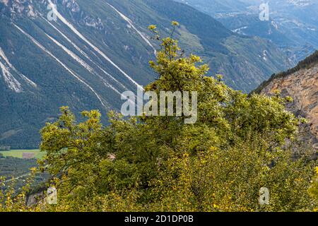 Randonnée guidée à travers Albinen en Valais, Suisse Banque D'Images