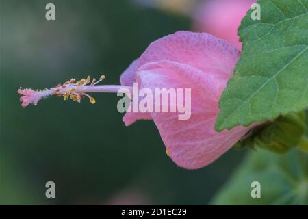 Le Cap Malvaviscus arboreus de Turk est un membre de la famille des plantes à fleurs hibiscus. Originaire du sud-est des États-Unis, du centre et de l'Amérique du Sud Banque D'Images