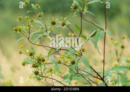 Bidens pilosa var. Pilosa, ville d'Isehara, préfecture de Kanagawa, Japon. Banque D'Images