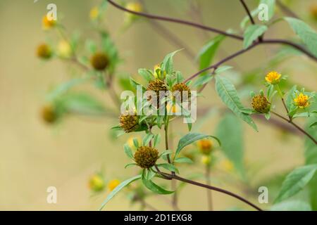 Bidens pilosa var. Pilosa, ville d'Isehara, préfecture de Kanagawa, Japon. Banque D'Images