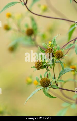 Bidens pilosa var. Pilosa, ville d'Isehara, préfecture de Kanagawa, Japon. Banque D'Images