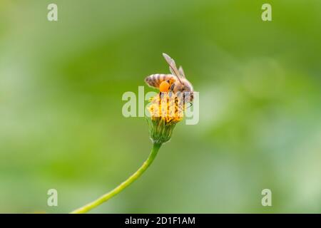 Abeille occidentale (APIs mellifera) suçant Bidens pilosa var. Pilosa, ville d'Isehara, préfecture de Kanagawa, Japon. La boule de pollen est sur la jambe. Banque D'Images