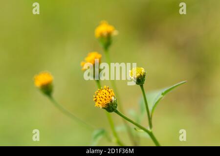 Bidens pilosa var. Pilosa, ville d'Isehara, préfecture de Kanagawa, Japon. Banque D'Images