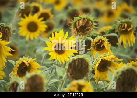 Un tournesol encore en fleur parfaite dans un champ de ceux qui flétrissent à la fin de l'été Banque D'Images