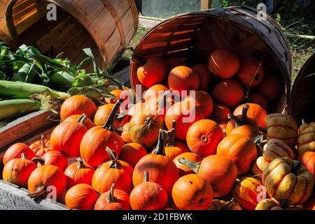 Petits citrouilles et maïs fraîchement cueillis exposés sur le marché des légumes de bord de route de l'automne. Les paniers en bois sont utilisés comme toile de fond sur la tablette de vente avec outd Banque D'Images