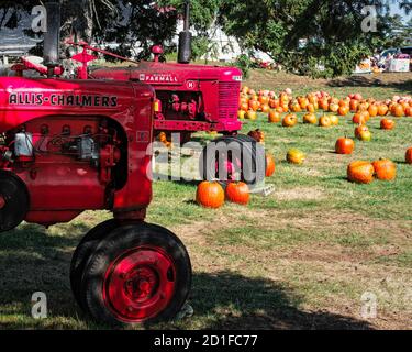 Les tracteurs d'époque Allis-Chalmers et Farmall sont garés dans un champ entouré de citrouilles fraîchement cueillies prêtes à la vente. La vue est à un bord de route végétabl Banque D'Images