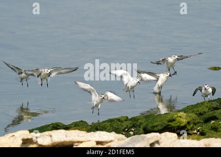 Les sanderlings se nourrissent et volent sur le rivage rocheux Banque D'Images