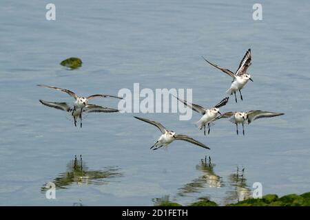 Les sanderlings se nourrissent et volent sur le rivage rocheux Banque D'Images