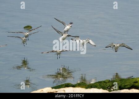 Les sanderlings se nourrissent et volent sur le rivage rocheux Banque D'Images