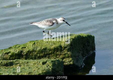 Les sanderlings se nourrissent et volent sur le rivage rocheux Banque D'Images