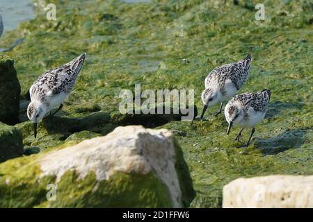 Les sanderlings se nourrissent et volent sur le rivage rocheux Banque D'Images