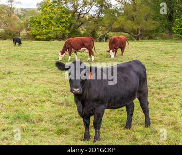 Quatre vaches laitières, deux noires et deux brunes dans un champ du comté de Warren, Pennsylvanie, États-Unis, le jour de l'automne Banque D'Images