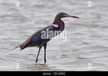 Un Egret rougeâtre, Egretta rufescens, dans l'eau Banque D'Images