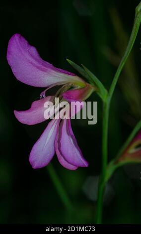 gros plan d'une fleur rose italienne gladiolus, gladiolus italicus, sur fond noir Banque D'Images