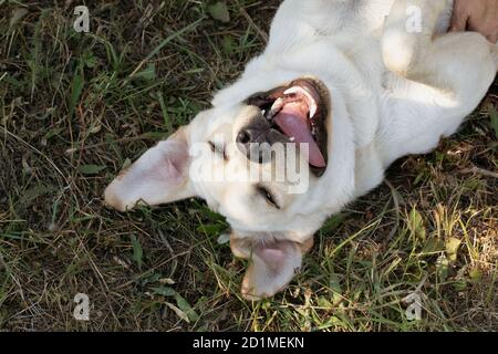 portrait d'un chien joyeux drôle allongé sur l'herbe qui colle languette et œillets roulants Banque D'Images