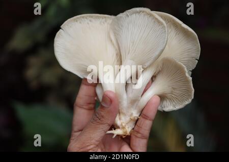 Champignon d'huître ou champignon Pleurotus à la main Banque D'Images