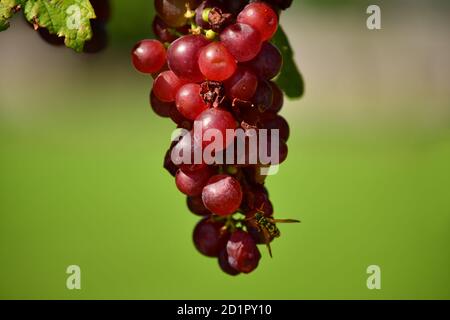 La guêpe allemande (Vespula germanica) se nourrissant de raisins rouges mûrs. Banque D'Images
