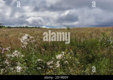 Chardon rampant au premier plan. Vers le bas et graines. Forêt en arrière-plan. Paysage rural au milieu de l'été. Banque D'Images