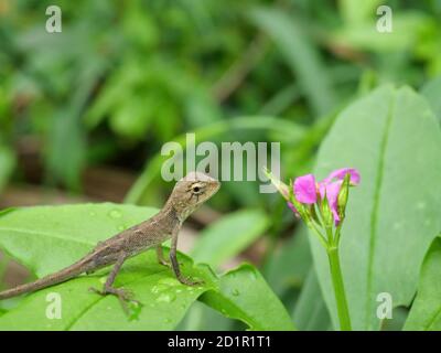 Bébé jardin oriental ou jardin oriental ou lézard changeable à l'aspect de fleur rose sur un arbre avec des feuilles vertes naturelles en arrière-plan. Thaïlande Banque D'Images