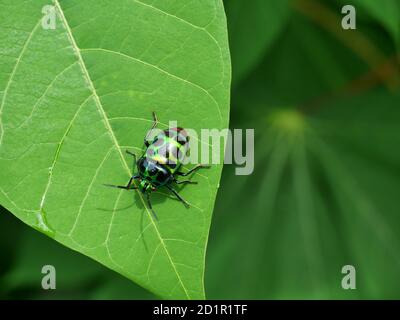 Le Rainbow Shield Bug sur arbre de plantes avec fond vert naturel, de beaux insectes tropicaux colorés en Thaïlande Banque D'Images