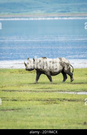 Portrait vertical d'un rhinocéros noir couvert de boue de marche Dans le cratère de Ngorongoro avec de l'eau en arrière-plan en Tanzanie Banque D'Images