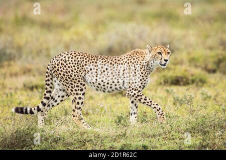 Portrait horizontal d'une guépard marchant dans le Bush vert Ndutu Tanzanie Banque D'Images