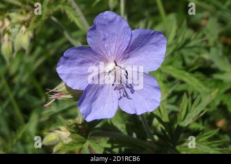 Prairie Cranesbill Wildflower ( Geranium pratense ) en Fleur pendant l'été, Royaume-Uni Banque D'Images