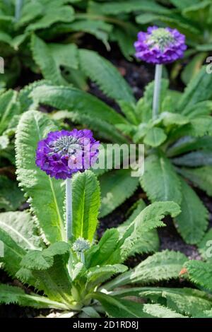 Primula capitata. Primrose himalayen à tête ronde. Primrose asiatique, en croissance début octobre Banque D'Images