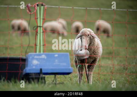 06 octobre 2020, Bade-Wurtemberg, Tübingen: Un mouton est debout derrière une clôture protégeant le pâturage. (À dpa 'les éleveurs de heep prennent des mesures pour protéger les troupeaux des loups') photo: Sebastian Gollnow/dpa Banque D'Images