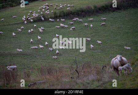 06 octobre 2020, Bade-Wurtemberg, Tübingen: Les moutons sont dans un pâturage. (À dpa 'les agriculteurs de heep font le point sur la protection des troupeaux contre les loups') photo: Sebastian Gollnow/dpa Banque D'Images