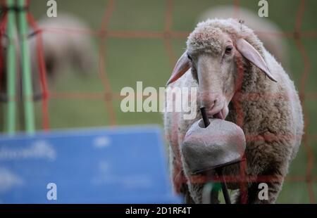 06 octobre 2020, Bade-Wurtemberg, Tübingen: Un mouton est debout derrière une clôture protégeant le pâturage. (À dpa 'les éleveurs de heep prennent des mesures pour protéger les troupeaux des loups') photo: Sebastian Gollnow/dpa Banque D'Images