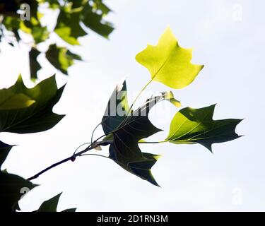 Liriodendron tulipifera - connu sous le nom de tulipe Tree Banque D'Images