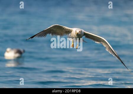 Goéland à pattes jaunes - Larus michahellis, grand goéland commun des côtes et des marins européens, île de Pag, Croatie. Banque D'Images